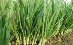 Hạt giống Hẹ Ta Cao Sản - Gói 2gram