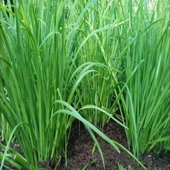 Hạt giống Hẹ Ta Cao Sản - Gói 2gram