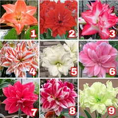 Củ hoa lan huệ cánh kép nhập khẩu - 1 củ (Tổng hợp nhiều loại cực đẹp)