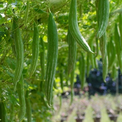 Hạt Giống Lặc Lày - Mướp Mèo