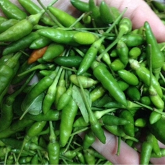 Hạt Giống Ớt Xiêm Xanh Thái Lan