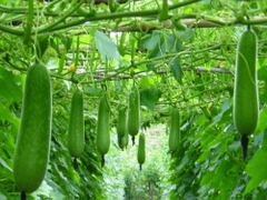 Hạt Giống Bầu Sao Trái Ngắn F1