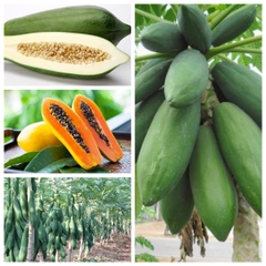 Hạt Giống Đu Đủ Ruột Đỏ Siêu Dài Phuket Thái