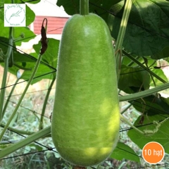 Hạt Giống Bầu Sao Trái Ngắn F1