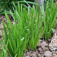 Hạt giống Hẹ Ta Cao Sản - Gói 2gram