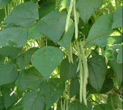 Hạt Giống Đậu Cove Lùn Hạt Trắng