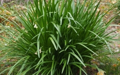 Hạt giống Hẹ Ta Cao Sản - Gói 2gram