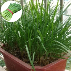 Hạt giống Hẹ Ta Cao Sản - Gói 2gram