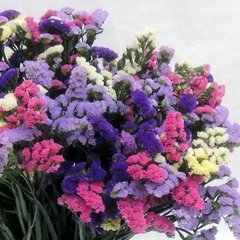 Hạt Giống Hoa Salem Mix Màu