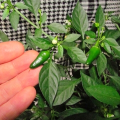 Hạt Giống Ớt Xiêm Xanh Thái Lan