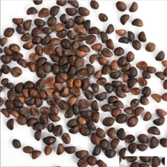 Hạt Giống Rau Muống Cạn  (Rau Muống Lá Tre)