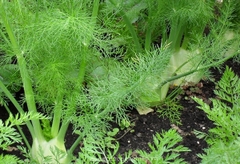 Hạt Giống Củ Thì Là ( Củ Hồi Mỹ  ) - Gói 50 hạt