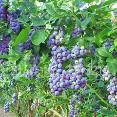 Hạt Giống Trái Việt Quất Xanh