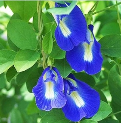 Hạt Giống Hoa Đậu Biếc Cánh Đơn