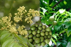 Hạt giống cây sấu trắng - 5 hạt