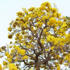 Hạt Giống Cây Hoa Phong Linh Vàng