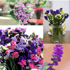 Hạt Giống Hoa Salem Mix Màu