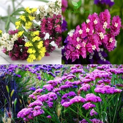 Hạt Giống Hoa Salem Mix Màu