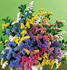 Hạt Giống Hoa Salem Mix Màu