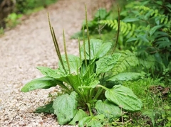 Hạt Giống Rau Mã Đề - Gói 1gram