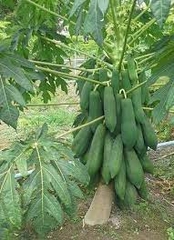 Hạt Giống Đu Đủ Ruột Đỏ Siêu Dài Phuket Thái