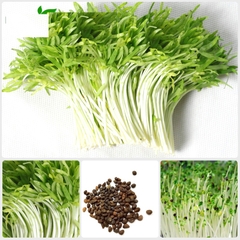 Hạt Giống Mầm Rau Muống - Gói 30gram