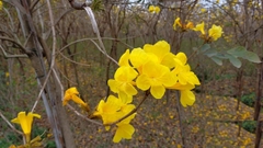 Hạt Giống Cây Hoa Phong Linh Vàng