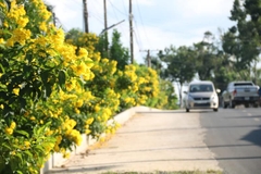 Hạt Giống Cây Hoa Chuông Vàng