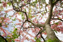 Hạt Giống Hoa Muồng Anh Đào