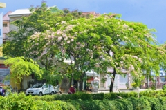 Hạt Giống Hoa Muồng Anh Đào