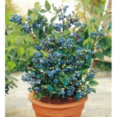 Hạt Giống Trái Việt Quất Xanh