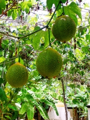 Hạt Giống Quả Gấc Cao Sản