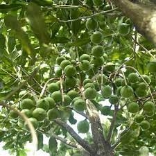 Hạt giống cây sấu trắng - 5 hạt