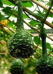 Hạt Giống Bầu Thiên Nga