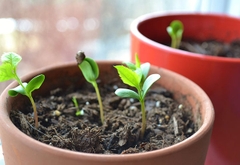 Hạt Giống Táo Lùn Đỏ Bonsai