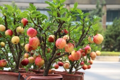 Hạt Giống Táo Lùn Đỏ Bonsai