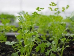 Hạt Giống Rau Mùi Cồn Tía ( Mùi Ta ) - Gói 20gram