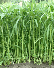 Hạt Giống Rau Muống Cạn  (Rau Muống Lá Tre)