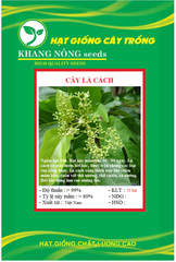 Hạt giống cây lá cách là cách biển, lá vọng cách