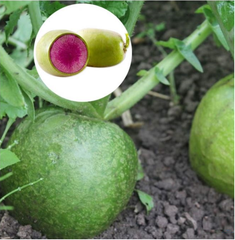 Hạt giống củ cải xanh ruột đỏ - Gói 2gram