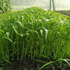 Hạt Giống Rau Muống Cạn  (Rau Muống Lá Tre)