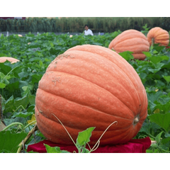 Hạt Giống Bí Ngô Khổng Lồ