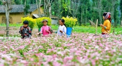 Tour Hà Giang Xe Tự Lái | 4 ngày 3 đêm | Oto riêng