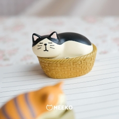 Mèo Boxy Cat tình cảm