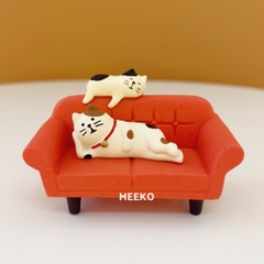 Mèo Boxy Cat tình cảm