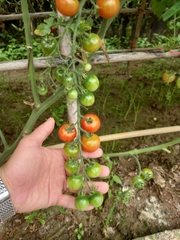 Cà chua Cherry F1 Cyto