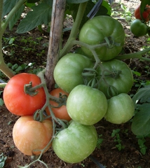 Cà chua F1 Nóng Lạnh GM-2008