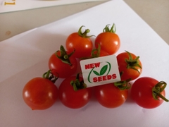 Cà chua Cherry F1 Cyto