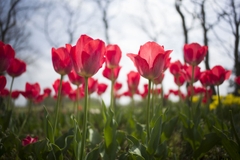 Voigtlander ULTRON Vintage Line 28mm F2 Aspherical VM II