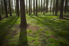 Voigtlander ULTRON Vintage Line 28mm F2 Aspherical VM II